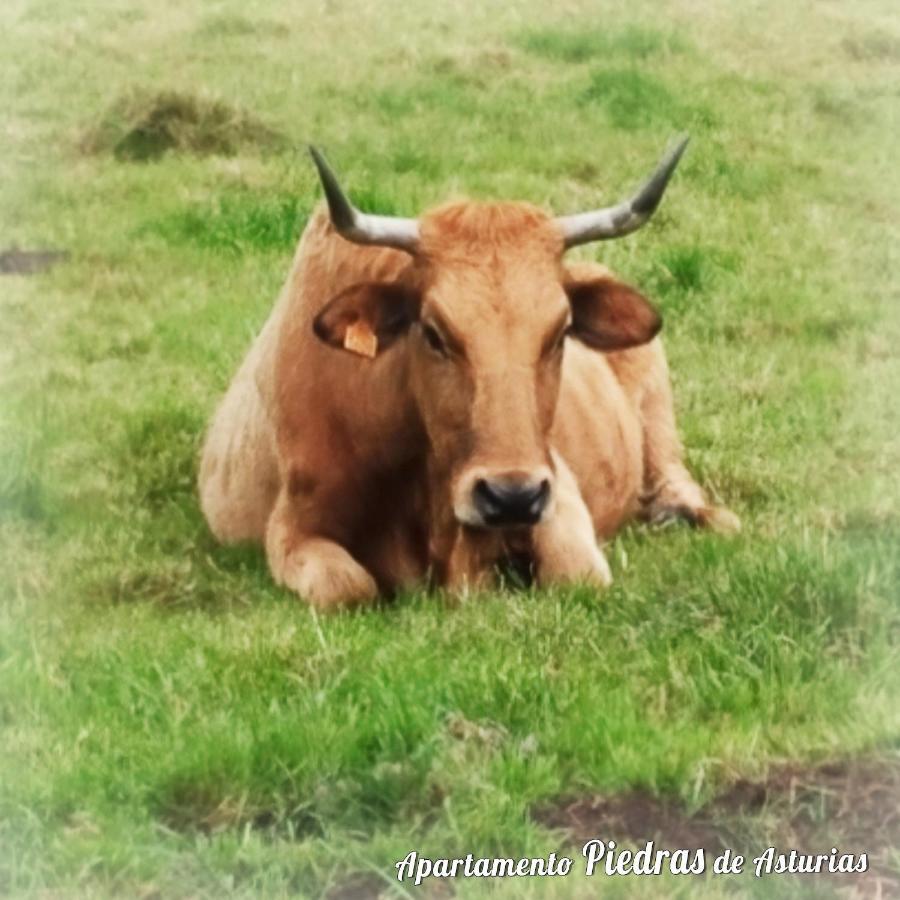 피에드라스 블랑카스 Piedras De Asturias 아파트 외부 사진